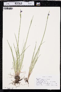 Sisyrinchium montanum image