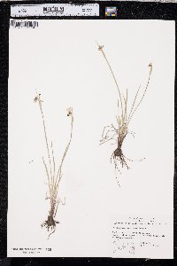 Sisyrinchium montanum image