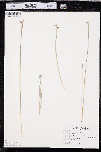 Sisyrinchium montanum image