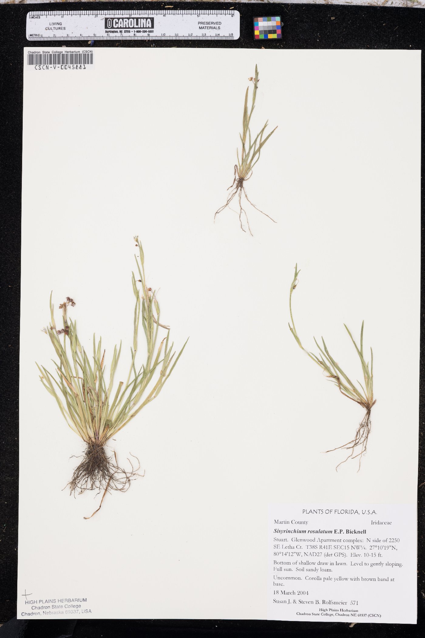 Sisyrinchium rosulatum image