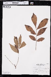 Carya texana image