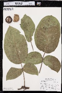 Juglans regia image