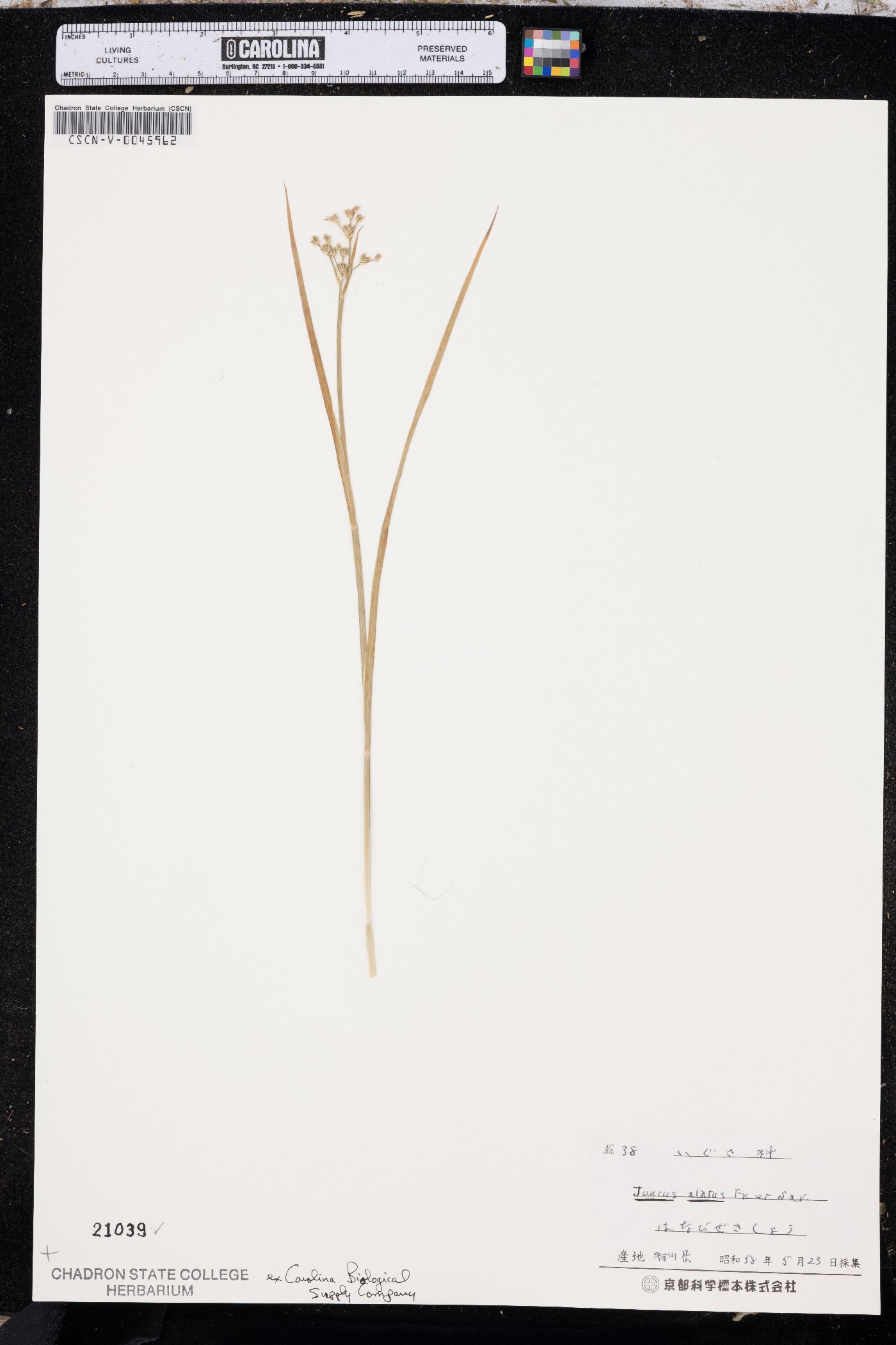 Juncus alatus image