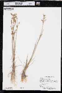 Juncus alpinoarticulatus image