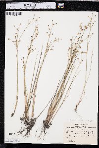 Juncus alpinoarticulatus image