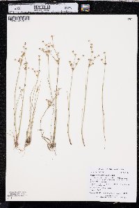 Juncus alpinoarticulatus image