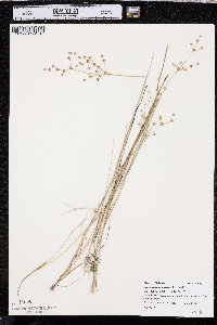 Juncus alpinoarticulatus image