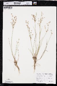 Juncus alpinoarticulatus image