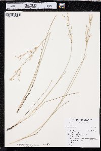 Juncus alpinoarticulatus image