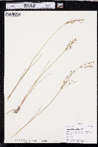 Juncus alpinoarticulatus image