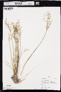 Juncus alpinoarticulatus image