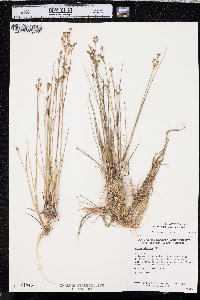 Juncus alpinoarticulatus image