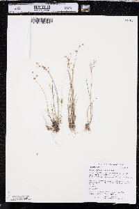 Juncus alpinoarticulatus image