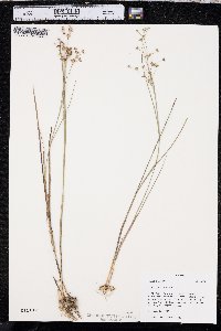 Juncus articulatus image