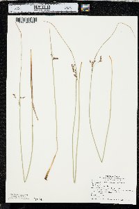 Juncus balticus subsp. ater image