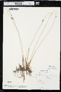 Juncus balticus subsp. ater image