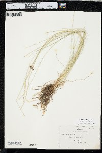 Juncus balticus subsp. ater image