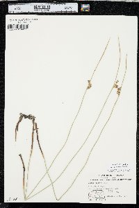 Juncus balticus subsp. ater image