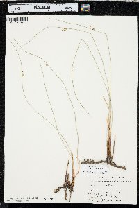 Juncus balticus subsp. ater image