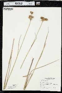 Juncus brachycarpus image