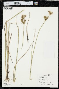 Juncus brachycarpus image