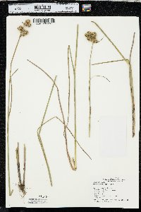 Juncus brachycarpus image