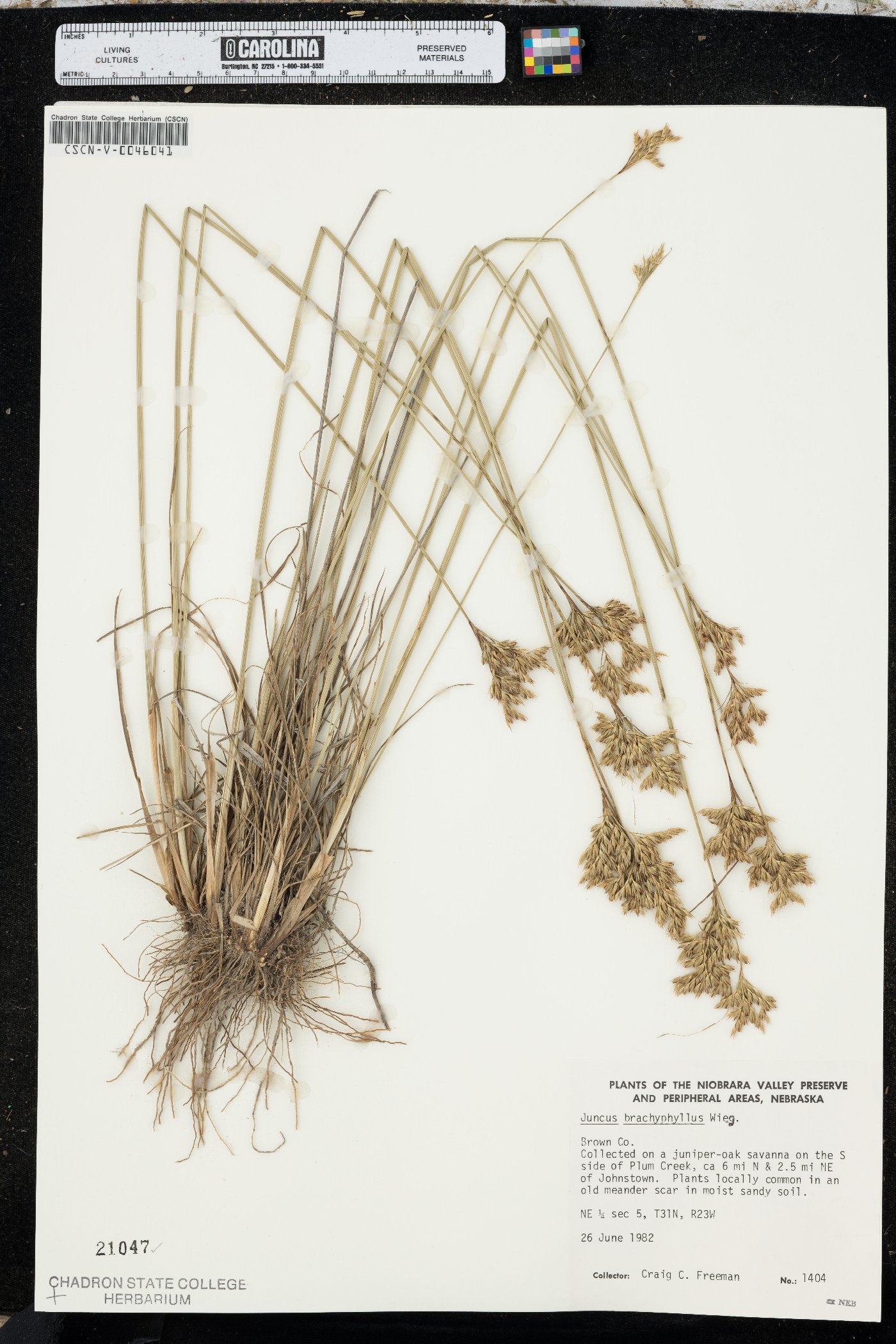 Juncus brachyphyllus image