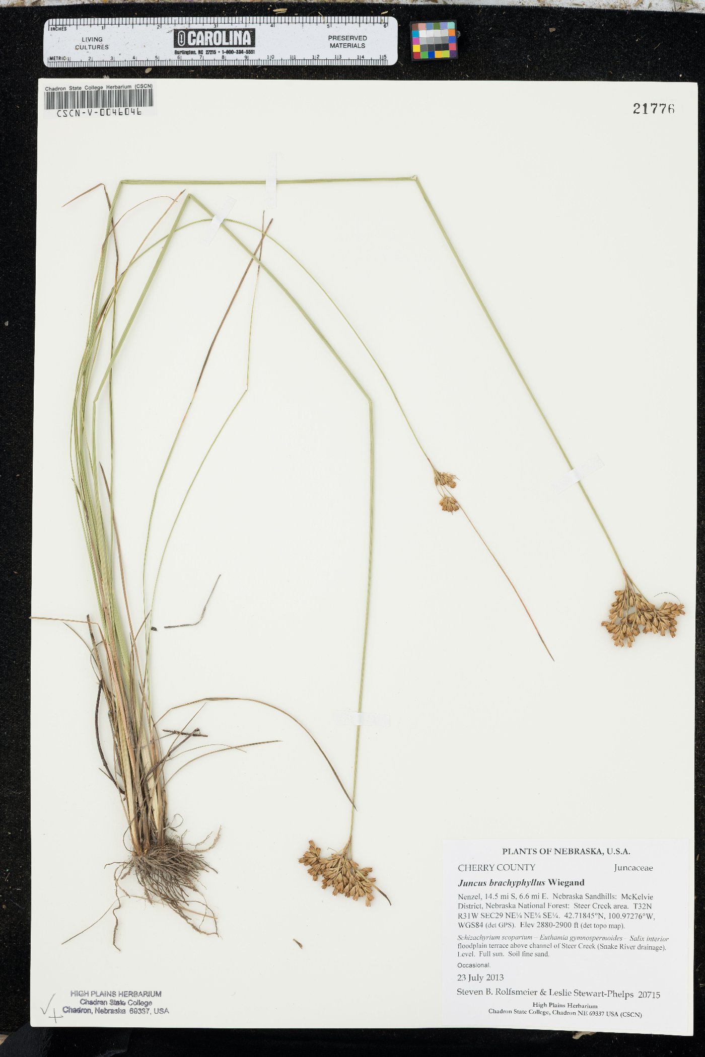 Juncus brachyphyllus image