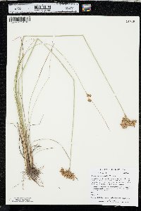 Juncus brachyphyllus image