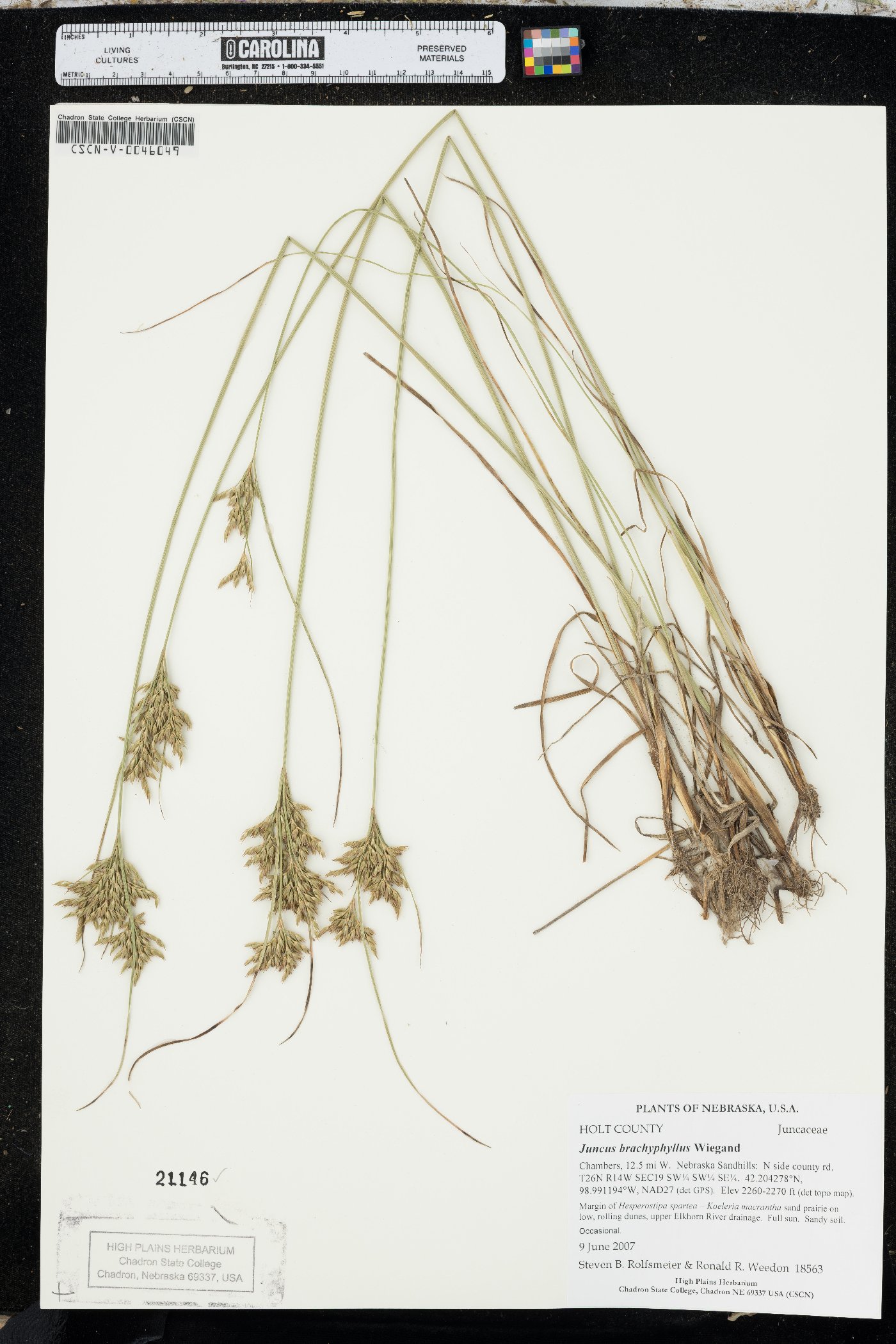 Juncus brachyphyllus image