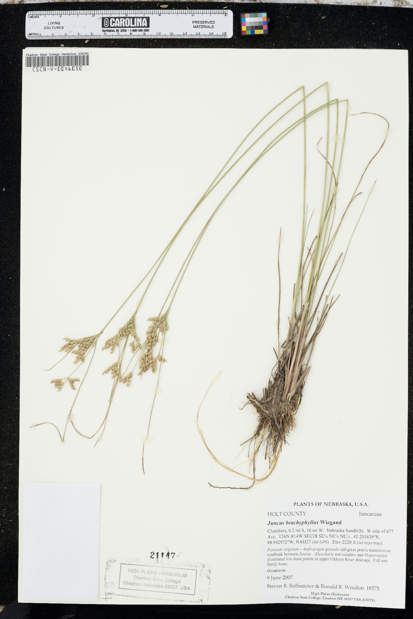 Juncus brachyphyllus image