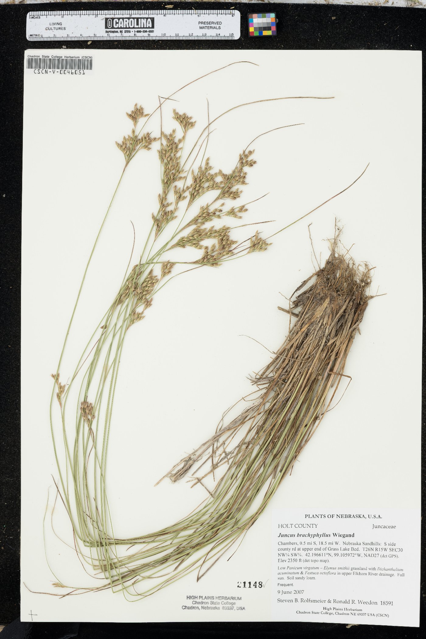 Juncus brachyphyllus image