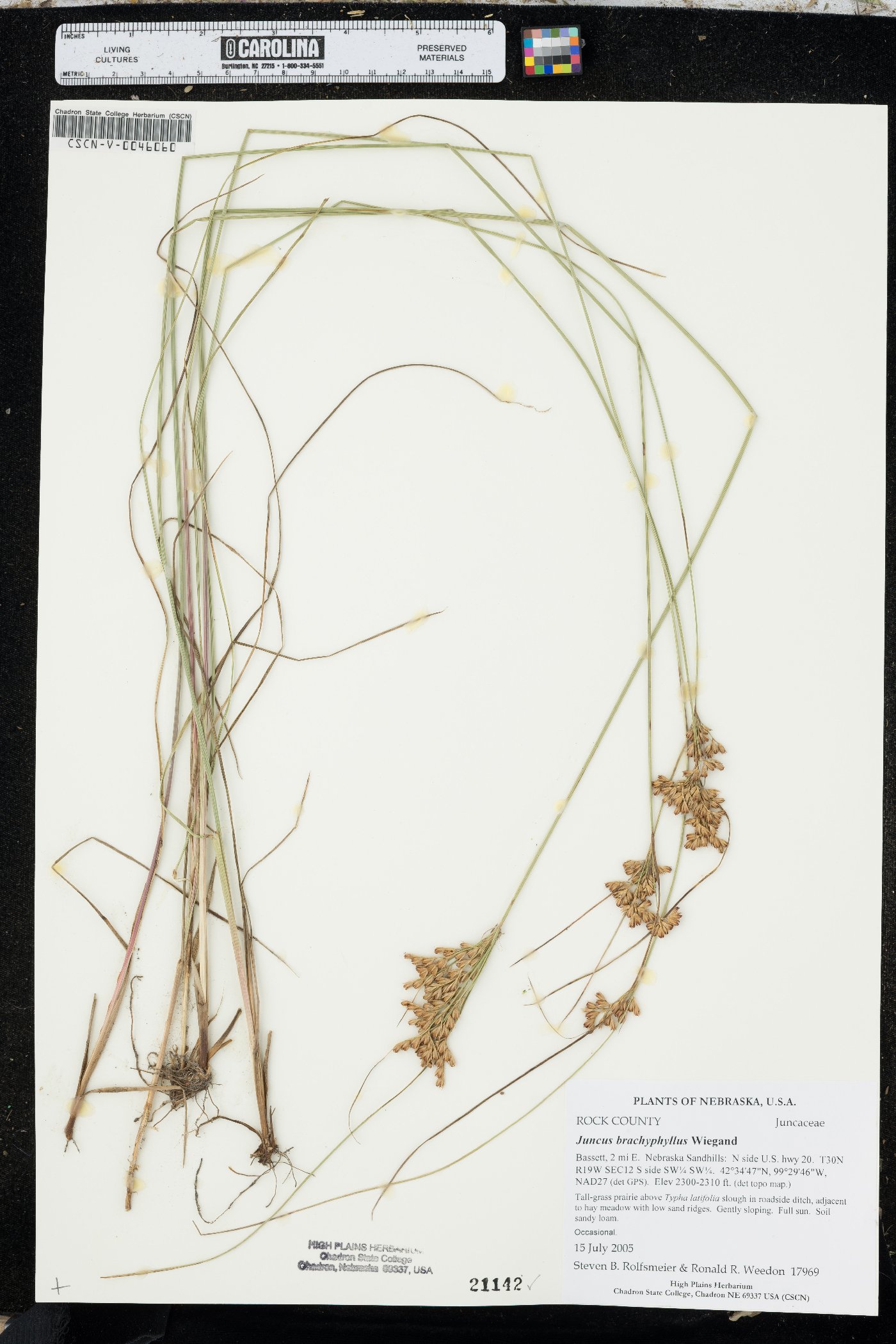 Juncus brachyphyllus image