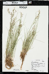 Juncus compressus image