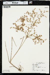 Juncus diffusissimus image