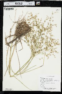 Juncus diffusissimus image