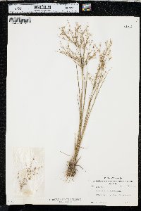 Juncus diffusissimus image