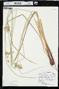 Juncus pylaei image