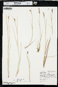 Juncus ensifolius var. montanus image