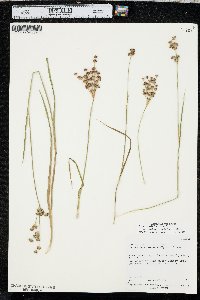 Juncus ensifolius var. montanus image