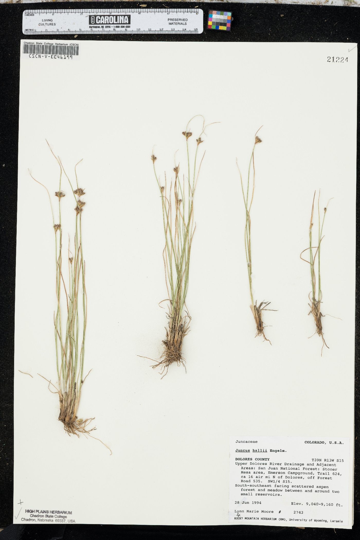 Juncus hallii image