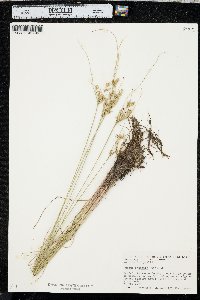 Juncus interior image