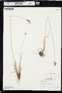 Juncus interior image