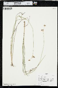 Juncus longistylis image