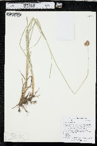 Juncus longistylis image