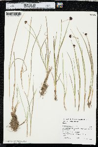 Juncus mertensianus image