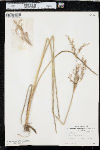 Juncus nodatus image