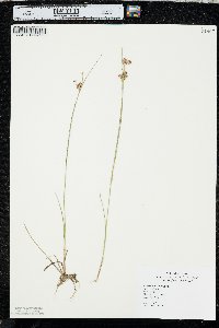 Juncus nodosus image