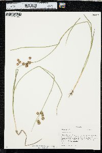 Juncus nodosus image