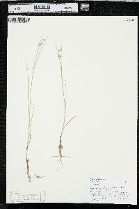 Juncus nodosus image